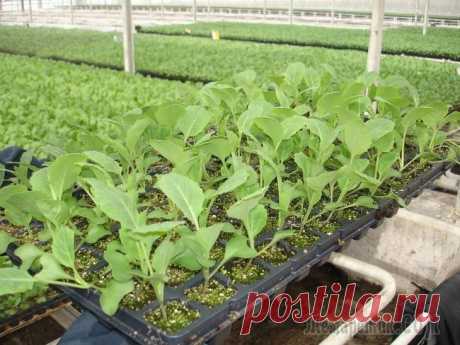 Выращивание рассады капусты различными методами
