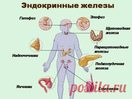 Роль эндокринных желез в оздоровлении организма Роль желез внутренней секреции, или эндокринных желез, трудно переоценить: от них зависят обменные процессы, психоэмоциональное и физическое состояния человека…