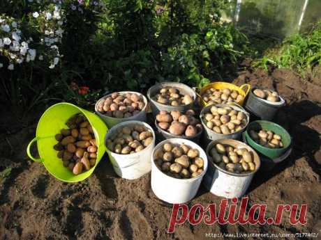 Как вырастить на даче хороший урожай вкусного картофеля - 2