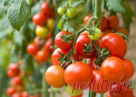 Урожайные томаты