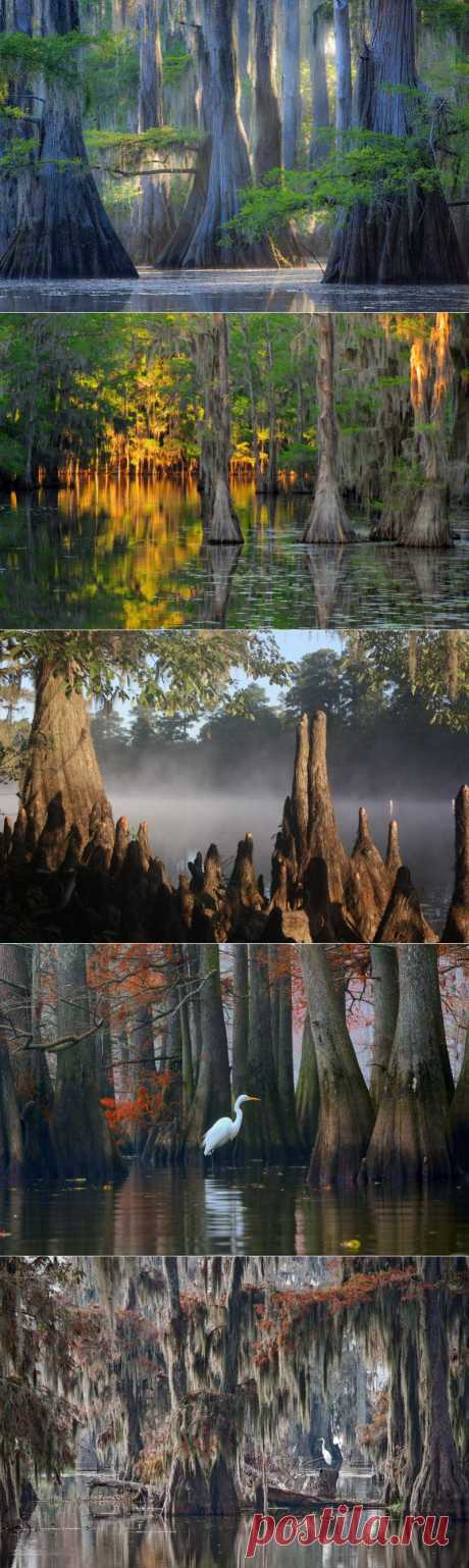 Лучшие фотографии со всего света - Фантастические кипарисы озера Каддо