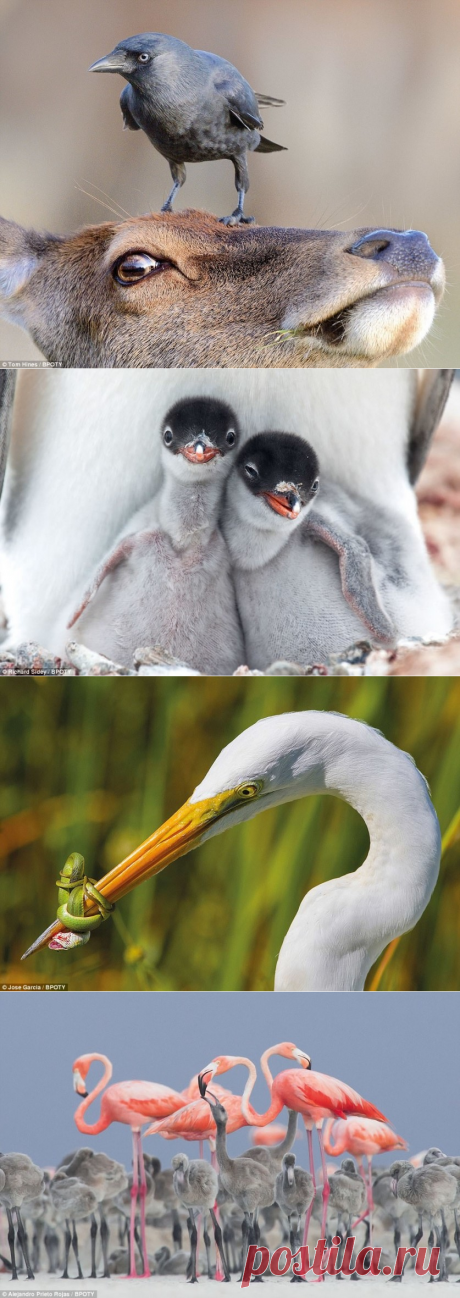 Лучшие фотографии Bird Photographer Of The Year 2017 | Фотоискусство