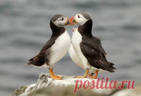 Macareux moine, Iles Farne, Angleterre. Puffins on Farne Islands, England. Une des centaines de photos d'oiseaux de mer prises en Ecosse ou en Angleterre 😀 Je vais attendre d'étre en face de mon ordinateur pour en mettre d' autres !  N'hésiteź pas à me dire "stop" car il y en a vraiment beaucoup 😉 I took hundreds of pictures of seabirds while in Scotland and in England 😀 I'll post some more when back home ! Do not hesitate to tell me to "stop" because I have quite a lot...