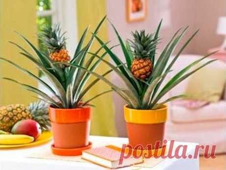 Комнатный ананас - уход и выращивание в домашних условиях