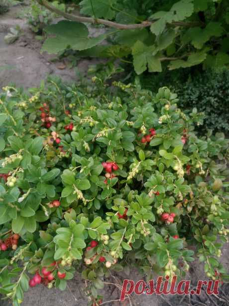 Брусника обыкновенная (Vaccinium vitis-idaea)