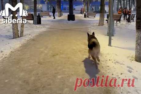 В российском городе пассажир оставил пса на морозе у аэропорта и улетел. Около аэропорта в Новокузнецке обнаружили растерянного пса. Домашняя собака почти сутки просидела на морозе в минус 35 градусов по Цельсию недалеко от входа в терминал. Беспокойное животное заметили на улице сотрудники парковки. Они завели его в помещение, отогрели и накормили. За псом пообещали приглядывать.