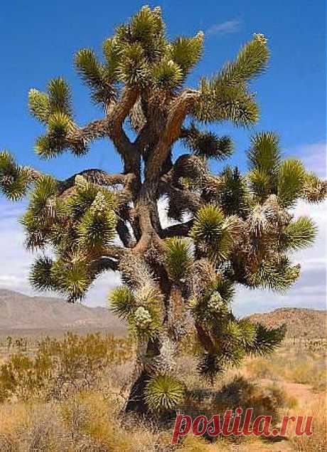 Joshua tree | Trees of wonder and beauty