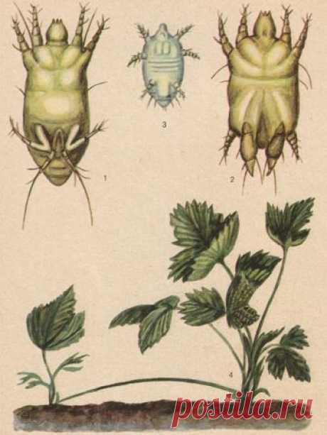 Земляничный клещ - как спасти урожай - Садоводка