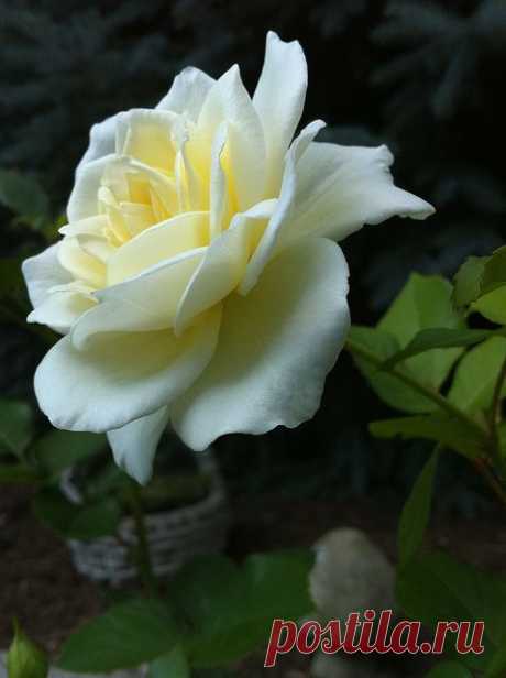 White roses | Rose!!!