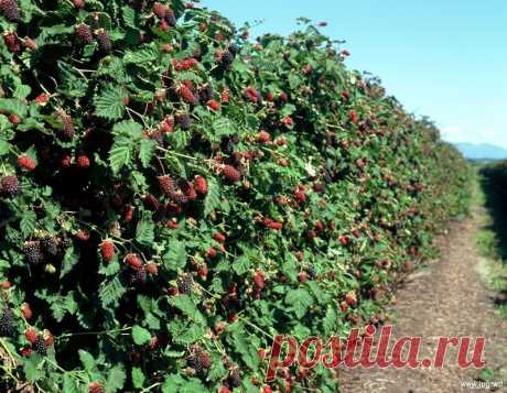 КАК ВЫРАЩИВАТЬ ЕЖЕВИКУ  

Ежевика — одна из самых урожайных ягод. При высокой агротехнике можно собирать до 20 кг ягод с одного куста. 
Ее можно высаживать в качестве изгородей, для декорирования заборов, а колючие сорта не…