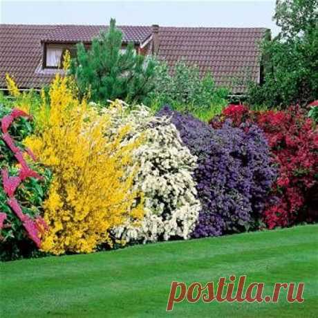 5 beautiful bushes to plant in the yard. good for privacy and very easy on the eye! such pretty colors! buddiea(pink),forsythia spectabilis(yellow), spirea arguta(white), ceanothus yankee point(blue), and weigelia(burgundy)  |  Найдено на сайте catalogs.com.