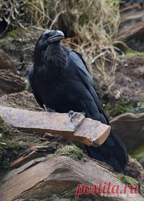 (128) Пин от пользователя Mus katnuss на доске Ravens n' Crows