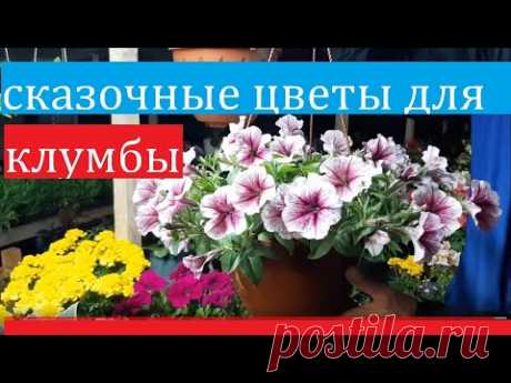 КРАСИВЫЕ ЦВЕТЫ ДЛЯ КЛУМБЫ🌹🌹🌹Цветы цветущие все лето💕👍