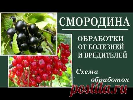 Уход за смородиной весной .Вредители смородины весной. Чем бороться.