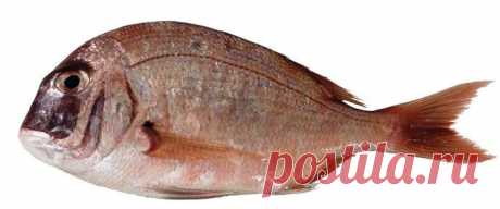 Карась морской солдат - Рыбы Красного моря     Fish of the Red Sea
Argyrops filamentosus- Морской карась (лещ)-солдат. 
Достигает длины 70 см . Обитает на глубинах до 40 метров.
Питается беспозвоночными. Обитает в западной части Индийского океана от Красного моря до Мадагаскара.