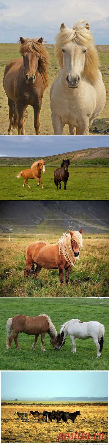 Лошади Исландии (102 фото) » Картины, художники, фотографы на Nevsepic