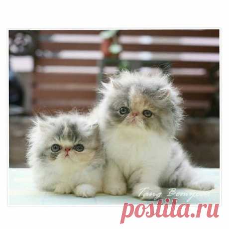 Persian kittens “Hello friends!” https://instagram.com/p/ygKPwMRbas/