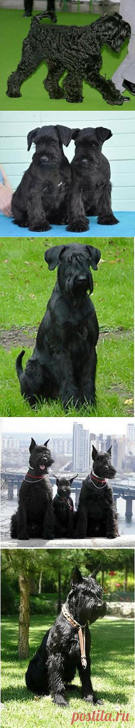 Ризеншнауцер (Riesenschnauzer) - описание породы собак и фото, стандарт породы, щенки и питомники | Animal.ru
