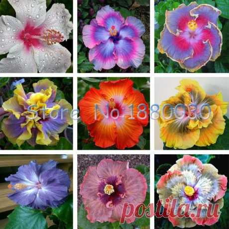 Beautiful 24 different colors Japanese bonsai potted hibiscus seed courtyard garden flowers 50PCS #&gt; / Источник:  
alipromo.com   |   Pinterest