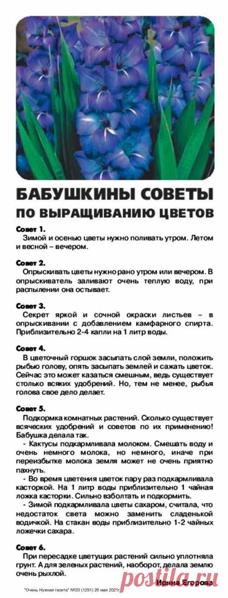 Бабушкины советы по выращиванию цветов