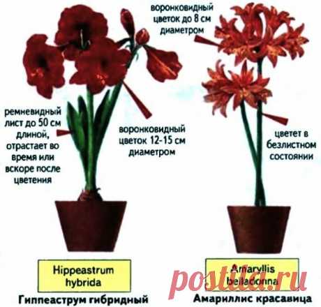 Мой гиппеаструм- семена, посадка, уход. О цветении в спартанских условиях | ТАЁЖКА №8 | Яндекс Дзен