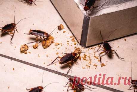 10 шокирующих фактов о тараканах, о которых вам никто не говорил: Подробности, раскрытые службой дезинфекции | TRAVILKA | Дзен
