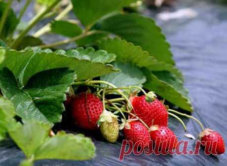 Земляника садовая, клубника / Fragaria. Выращивание, посадка, размножение, уход, сорта, фото на Supersadovnik.ru