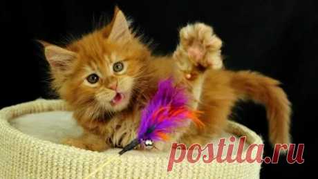 смешные котята: 2 тыс изображений найдено в Яндекс.Картинках