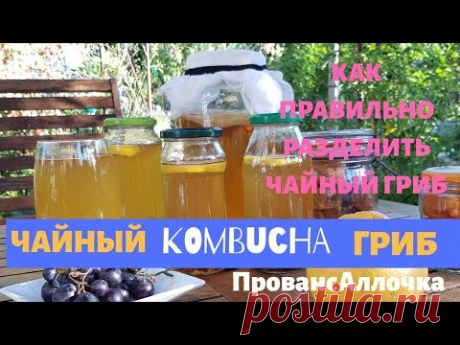 ЧАЙНЫЙ ГРИБ С НУЛЯ