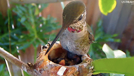 Веб-камера у гнезда колибри