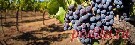 Основы виноградарства