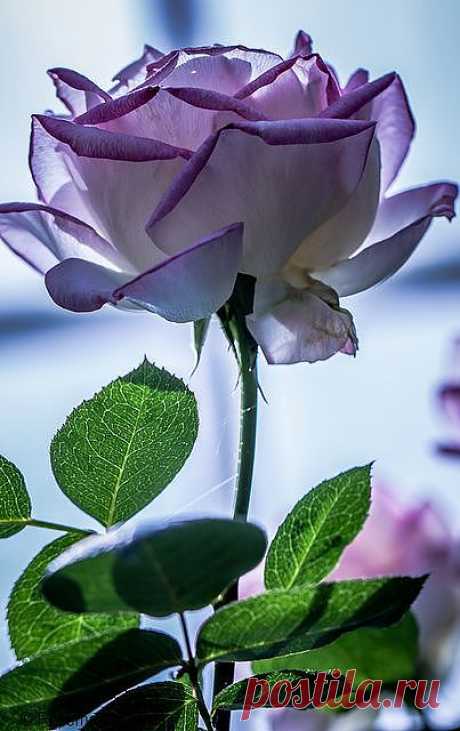 &quot;Lilac Tinged Rose 12&quot; | Flowers