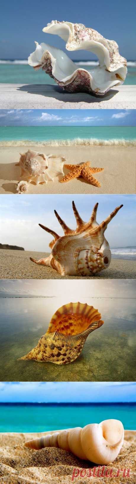 Воспоминание о море... Красивые морские ракушки - Фотопанорама