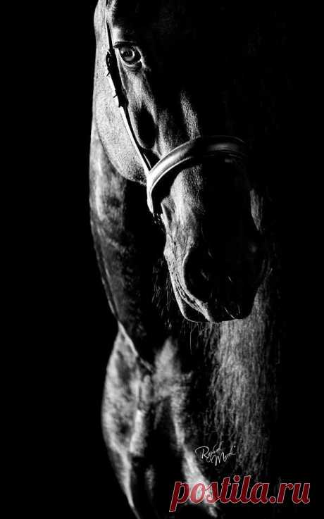 Horse... ° | чёрно белый нюанс