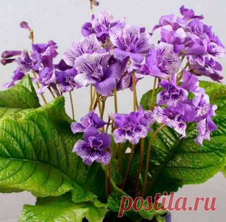 Стрептокарпус - Растение стрептокарпус (Streptocarpus) является представителем семейства Геснериевые. Этот род объединяет больше 130 видов. В природе такое растение можно повстречать на территории Азии и Африки. Данный род представлен кустарниками и травянистыми... Read more »