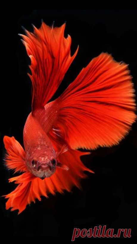 Betta Fish iPhone Wallpaper - WallpaperSafari