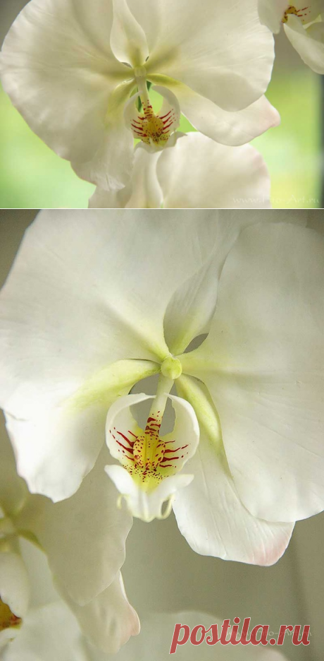Показываю пробную орхидею и фотки процесса лепки - Цветы ручной работы