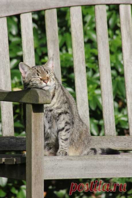 Cats, Beavers &amp; Ducks