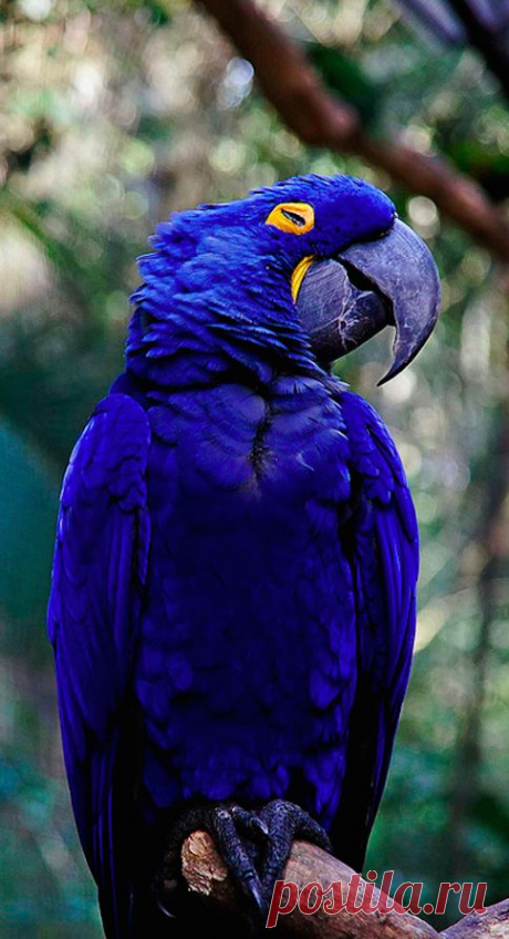 angelillo — earthlynation: Hyacinth Macaw. Photo by W(1)nter