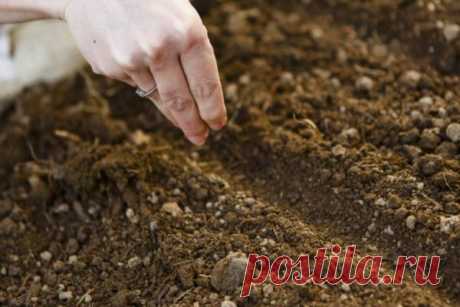 4 сорта Свеклы, которые поспеют даже при посеве семенами в грунт в Июне | ГАРДЕН (советы для сада) | Яндекс Дзен