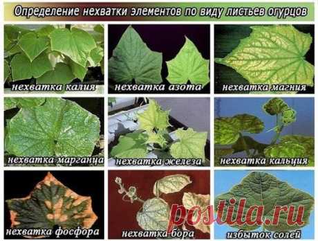 🍃ЧЕГО НЕ ХВАТАЕТ ОГУРЦАМ?🍃