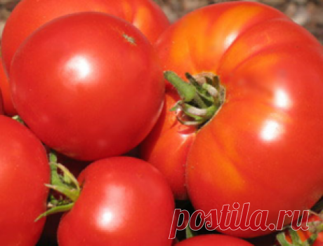 Как вырастить рассаду крупных томатов,интересный способ