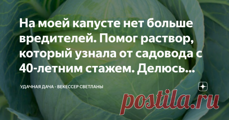 На моей капусте нет больше вредителей. Помог раствор, который узнала от садовода с 40-летним стажем. Делюсь способом Я начинаю борьбу с вредителями за долго до того, как они появятся, вернее профилактику. И в этом мне помогают черный и