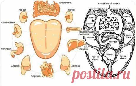 Ваш язык расскажет о болезнях