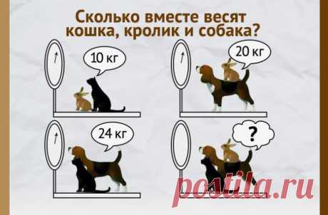 Сколько вместе весят кошка, кролик и собака?