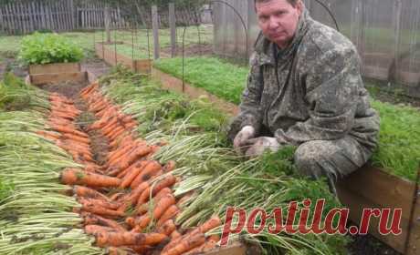 Я морковь сею следующим образом. 
Морковь любит глубоко
возделанную плодородную почву. Не прореживаю, почти. Поступаю следующим образом:
за 10-12 дней до посева семена моркови завязываем в тряпочку ( посвободнее).
Закапываем во влажную землю на штык лопаты ( важно!). В течение этого срока из
семян выветриваются эфирные масла, которые мешают семенам прорасти. По
истечении указанного срока откапываем узелки с семенами из земли. Семена будут
уже набухшие, крупные, почти проро...