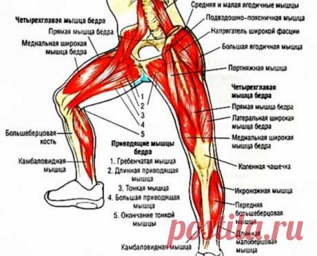 Какие мышцы работают при плавании брассом: польза и вред этого стиля для мужчин и для женщин, что он развивает?