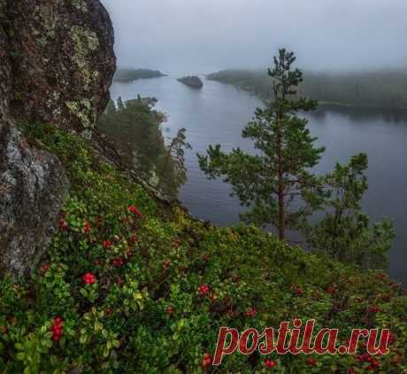 Брусника на Ладожских шхерах, Карелия