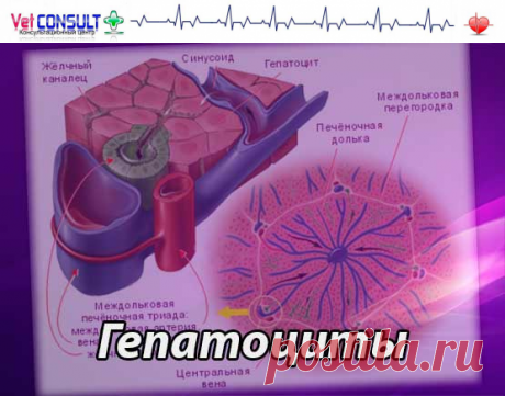 Гепатоциты печени (физиология, некроз, цитолиз, повреждение) | Патофизиология клеток печени