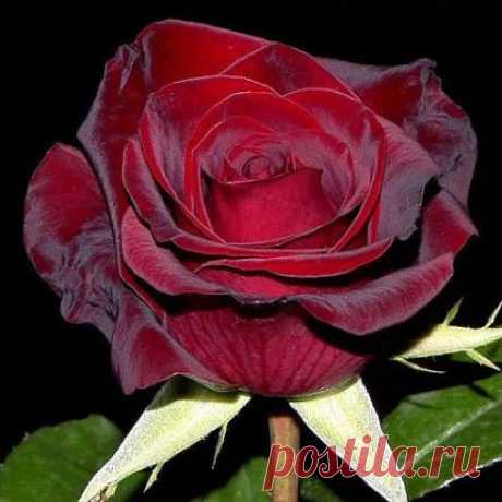 Эту розу я дарю каждой женщине , которая сейчас грустит... Не грусти 
!!!......Ты умница , ты красавица !!!.....Всё будет отлично !!!​